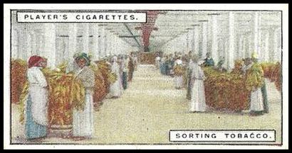 16 Sorting Tobacco